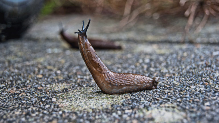 Los enemigos naturales de las babosas y caracoles | Atraelos a tu jardín depredadores de babosas y caracoles