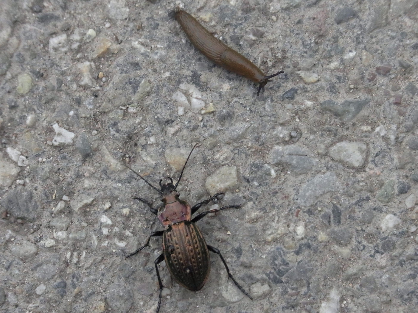 escarabajo y babosa