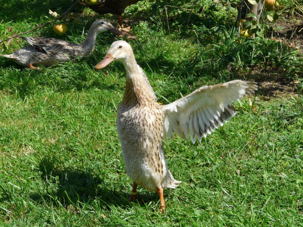 Los patos corredores necesitan un hogar