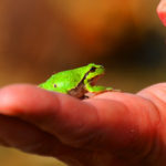 Sapos, tritones, ranas y lagartos: ¿Cómo ayudar a los anfibios a asentarse en el jardín?