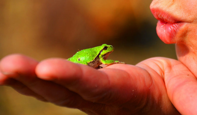 Sapos, tritones, ranas y lagartos: ¿Cómo ayudar a los anfibios a asentarse en el jardín? anfibios contra caracoles y babosas