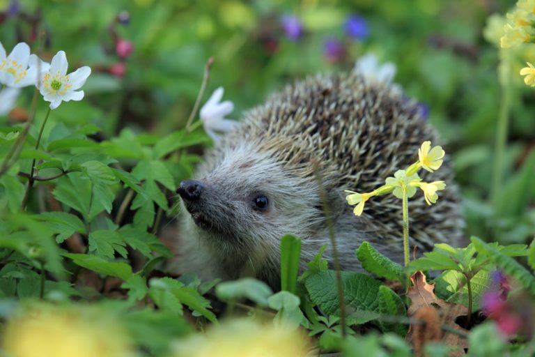 ¿Cómo atraer erizos a tu jardín? | Ambiente, comida y casa amigables con los erizos atraer erizos a tu jardín