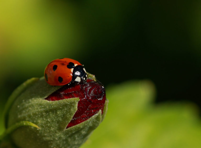 Crea un jardín amigable con los insectos ayuda a evitar las plagas