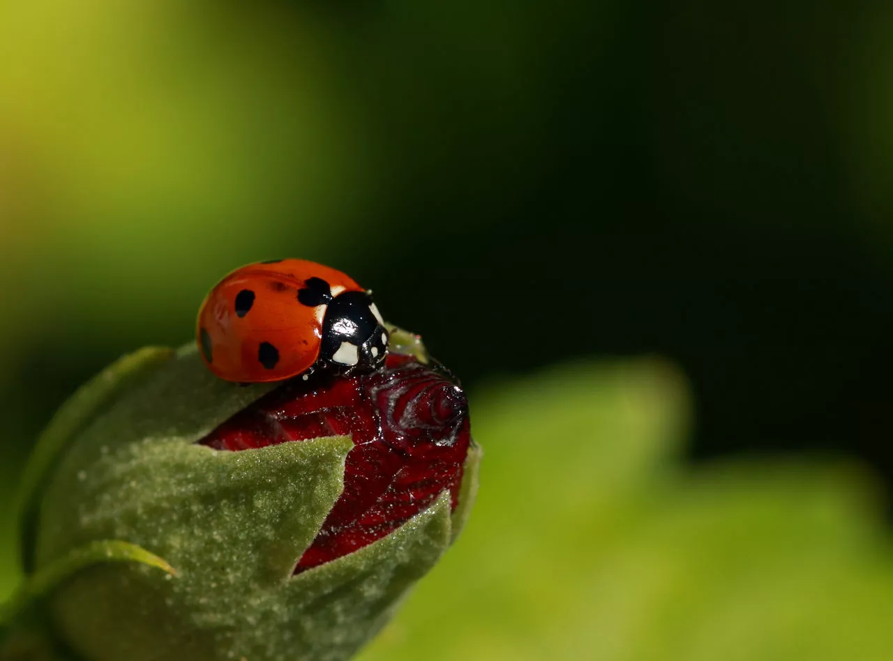 Insectos útiles