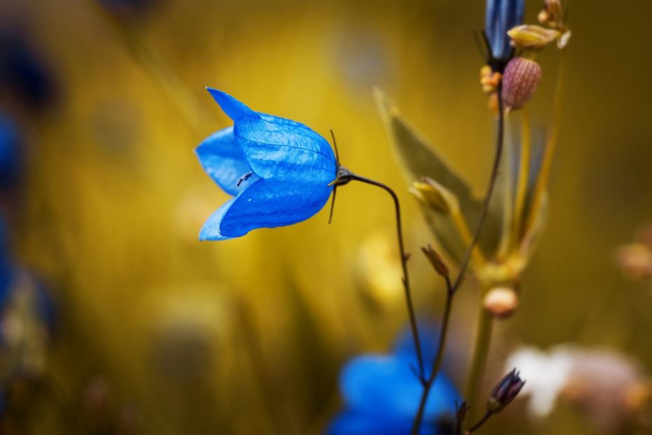 Flores resistentes a las babosas y los caracoles