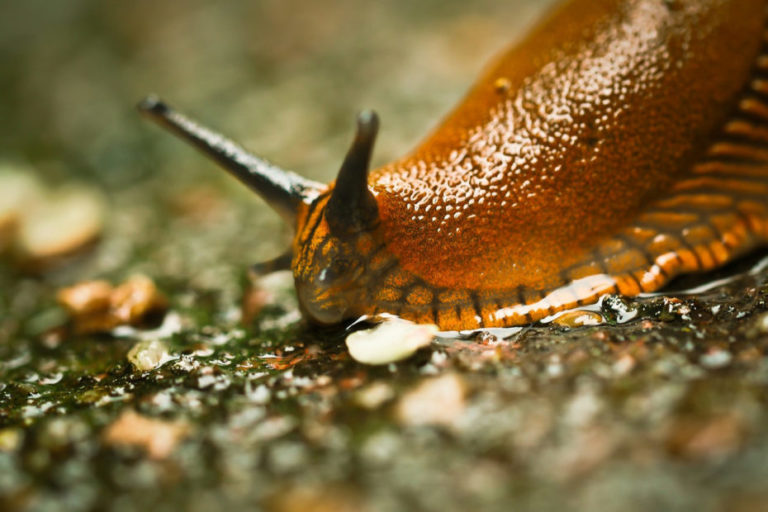 La-loche-meridionale-Arion-vulgaris-930x620