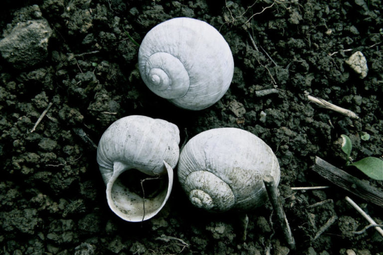 Matar babosas y caracoles: ¿existe un método "humano"? Errores comunes y alternativas efectivas Tuer-des-limaces-et-des-escargots-930x620