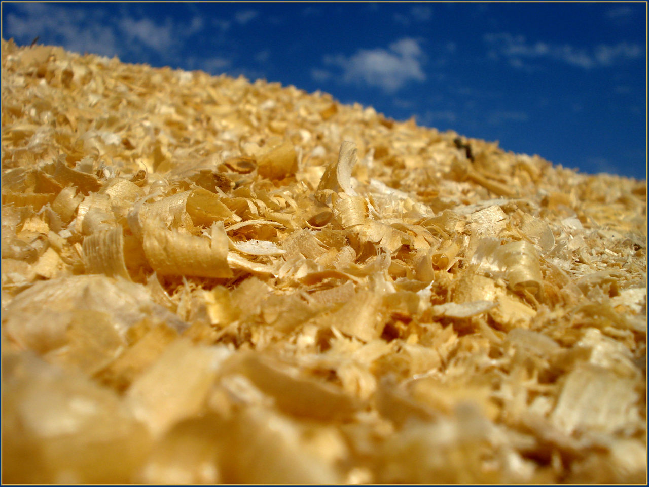 Aserrín y viruta de madera contra babosas y caracoles | Prueba de campo