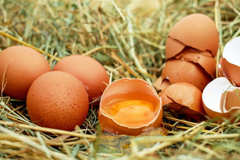 ¿Cascarones triturados contra babosas y caracoles? | Prueba de campo ¿Cascarones de huevo contra las babosas?