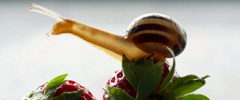 ¿Qué les gusta comer a las babosas y caracoles?