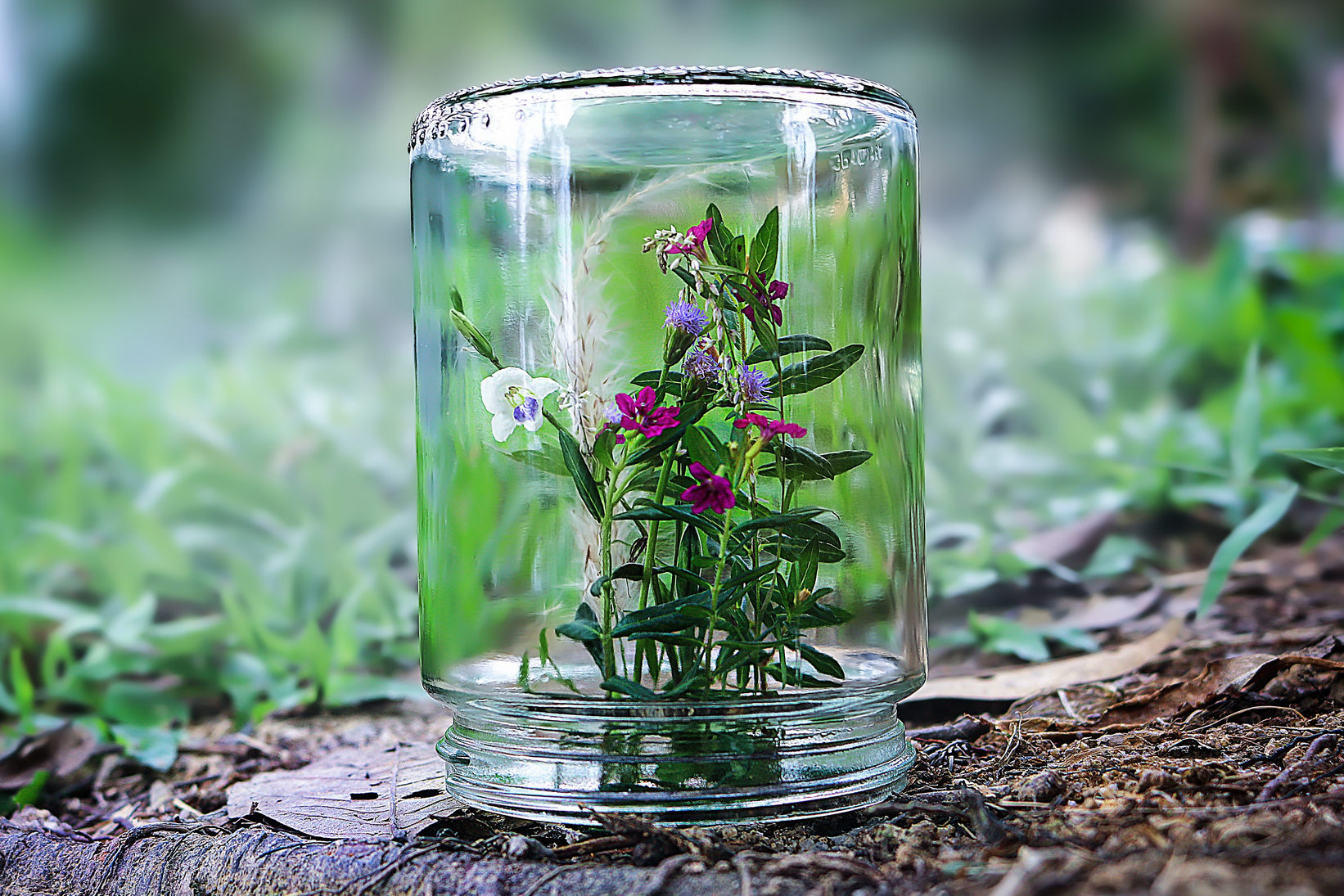 Sapos, tritones, ranas y lagartos: ¿Como asentar los anfibios en el jardín?